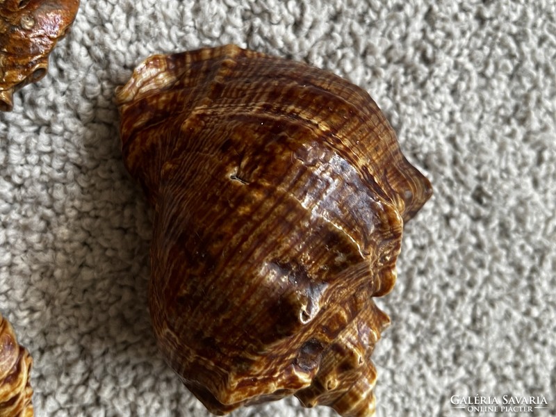 Old shell, snail shell, 5 pcs