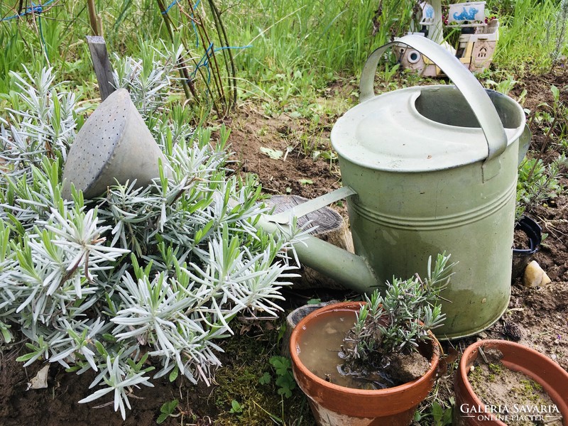 Old galvanized tin watering can watering can village design