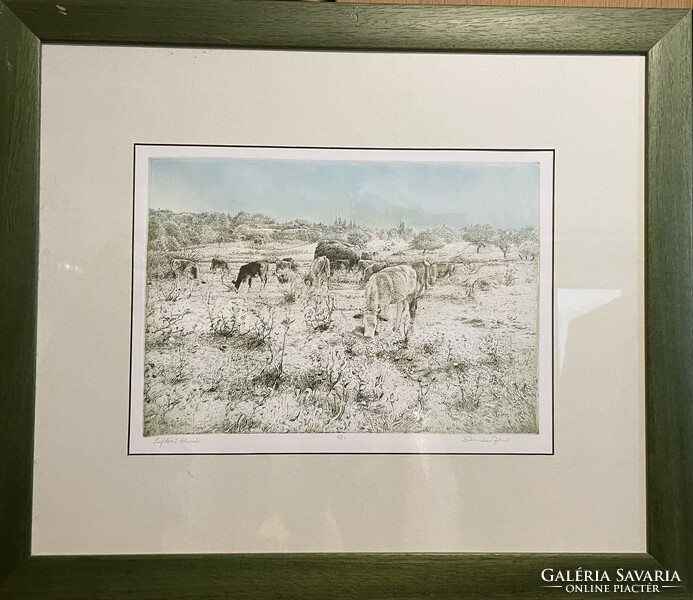 Dudás jeő - grazing cows