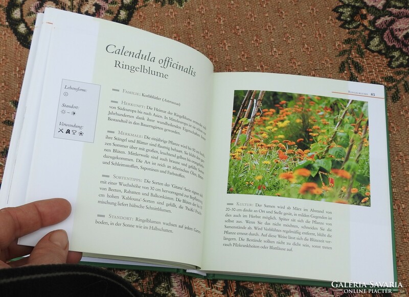 Das große Buch der Hildegard von Bingen - DuMonts kleines Kräuter-Lexikon. Anbau, Küche, Kosmetik, G