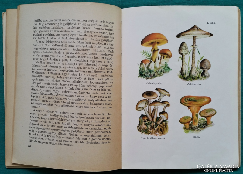 'Dr. Kalmár Zoltán: Jó gombák és felhasználásuk > Növényvilág > Gombák a természetben >