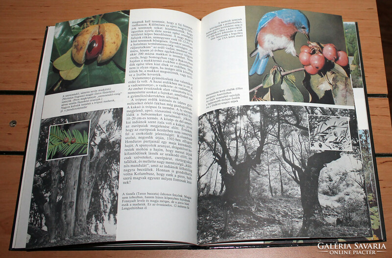 Könyv kamaszoknak Az erdők nagy képeskönyve