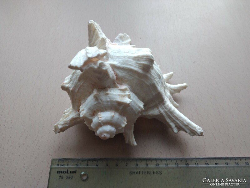 Large, white sea shell