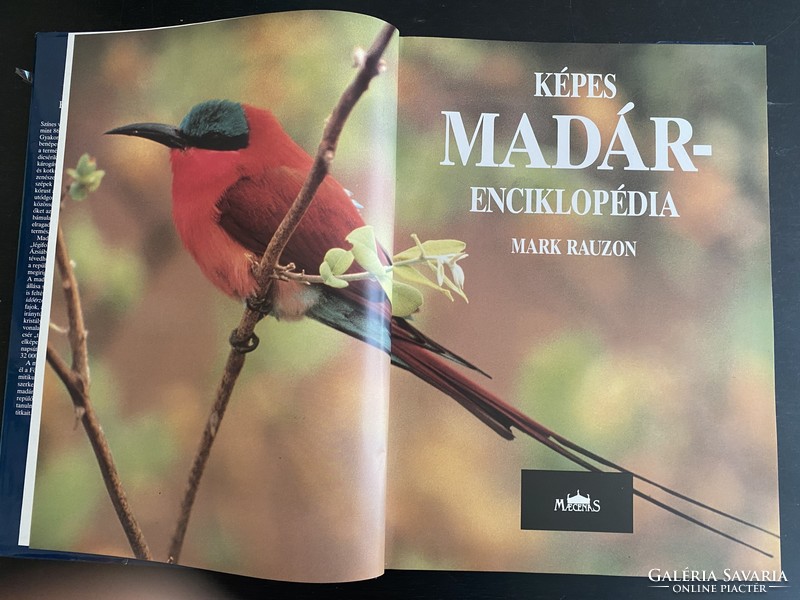 Mark rauzon: illustrated bird encyclopedia