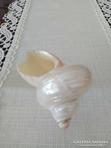 Very old iridescent / pearly nautilus shell