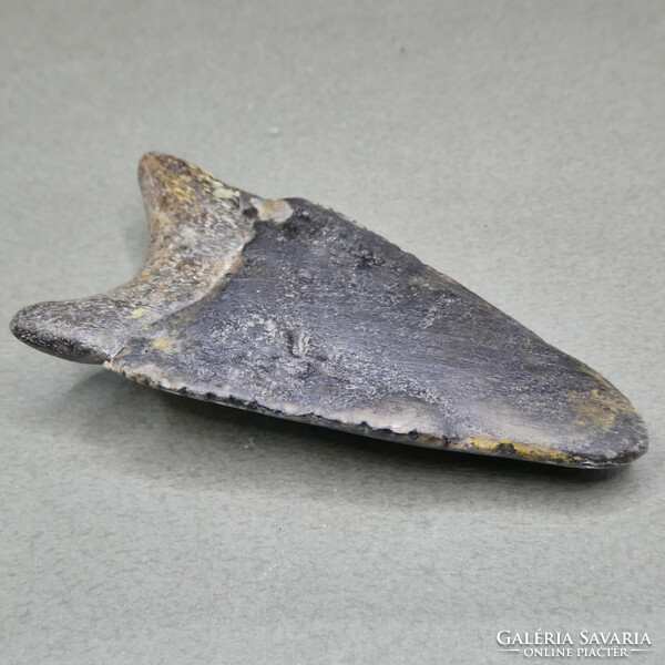 Primitive shark tooth fossil from the lamniformes order 59 mm 16 grams