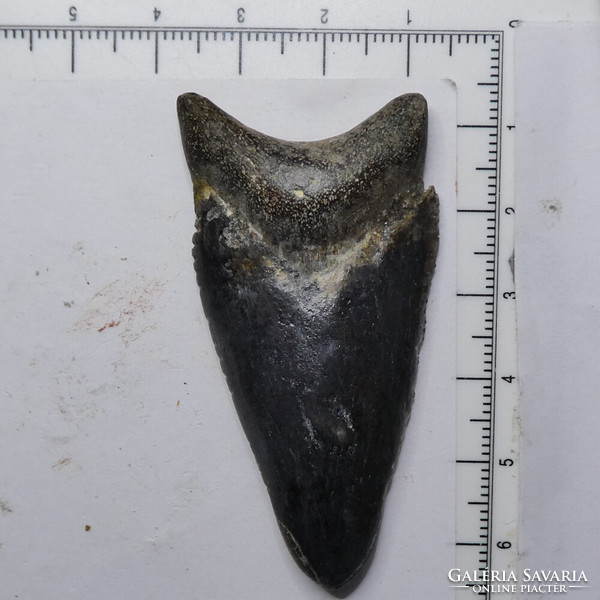 Őscápa fog fosszília a Lamniformes rendből 59 mm 16 gramm