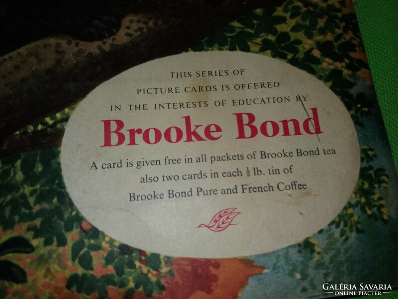 1970. Broke Bond tea képes mellékletének matricás gyűjtő albuma Afrika vadvilága a képek szerint
