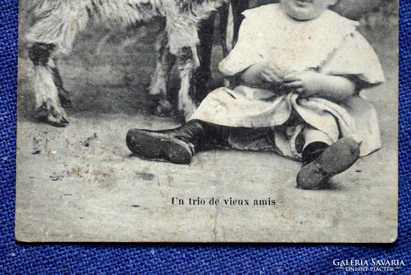 Antik fotó képeslap  kisgyerekek kiskecskével