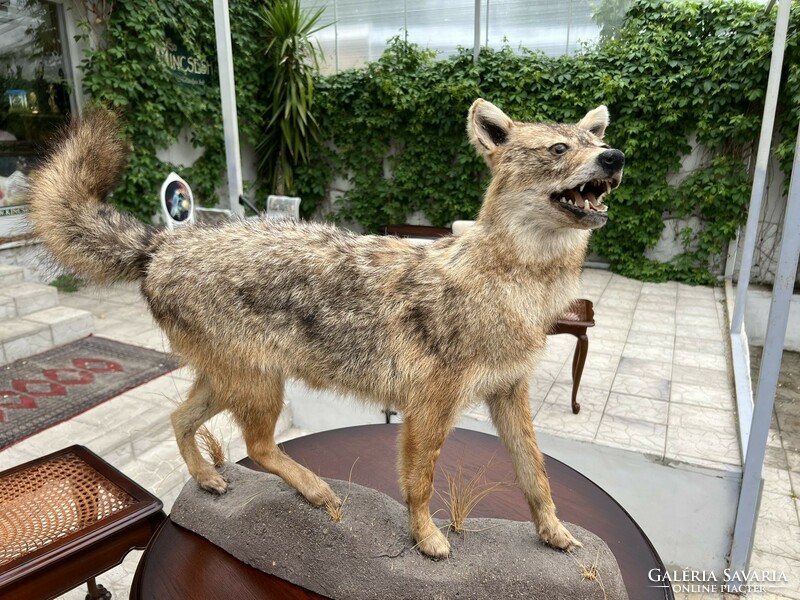 Aranysakál taxidermia preparátum