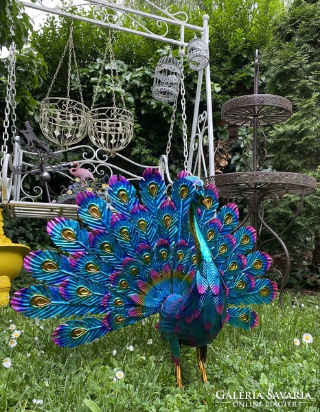 A beautiful garden peacock