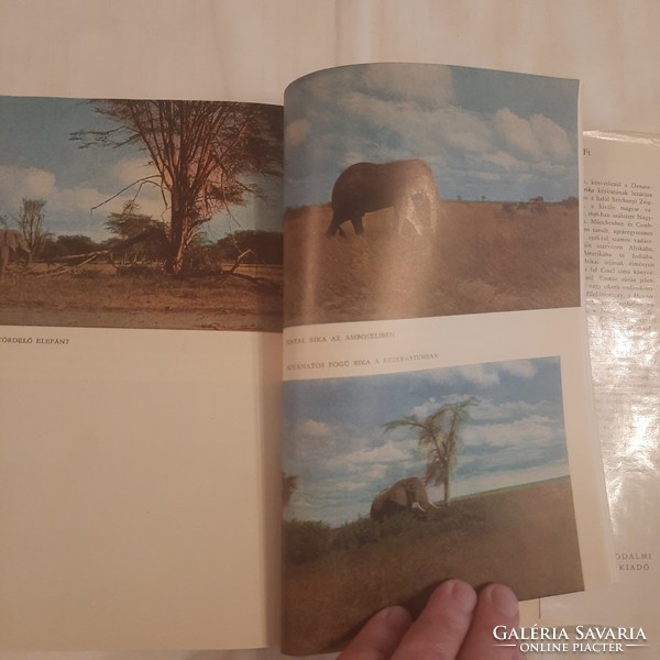 Széchenyi Zsigmond: Denaturált Afrika  (Feleségemmel a fekete földrészen)   1971