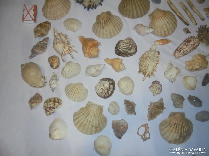 Sea coral, shells, snails, crabs, fossils - approx. 78 pieces together