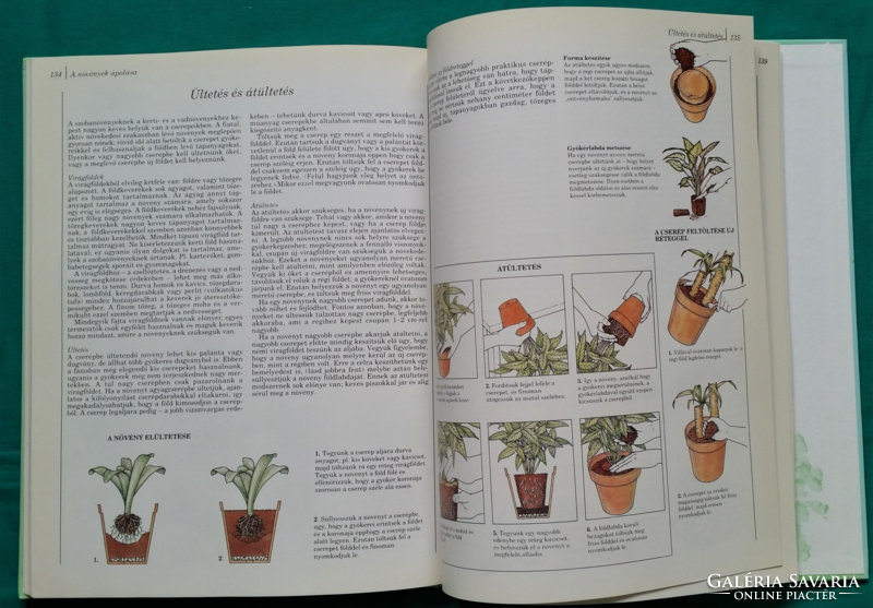 'Richard Gilbert: 200 kedvelt szobanövény termesztése és ápolása  > Növényvilág > Dísznövények