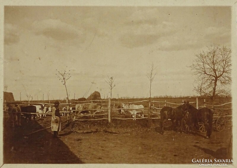 1H809 antique village photographs 4 cattle horse breeding animal husbandry