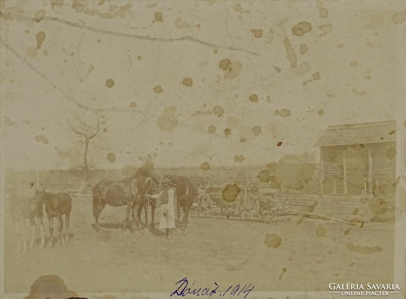 1H809 antique village photographs 4 cattle horse breeding animal husbandry