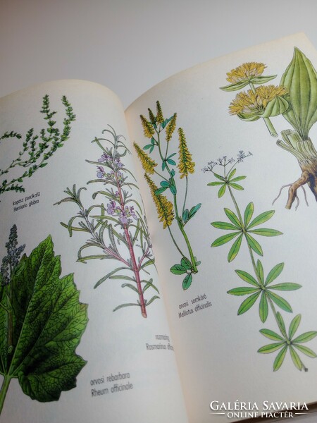 H. Erzsébet Mészáros - medicinal plants that can be cultivated