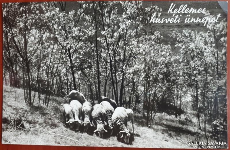 1959-as futott képeslap: Húsvét