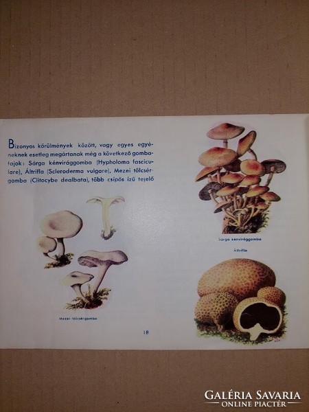 Dr. Miklós Pintér: poisonous mushrooms book/booklet, old (even with free delivery!)