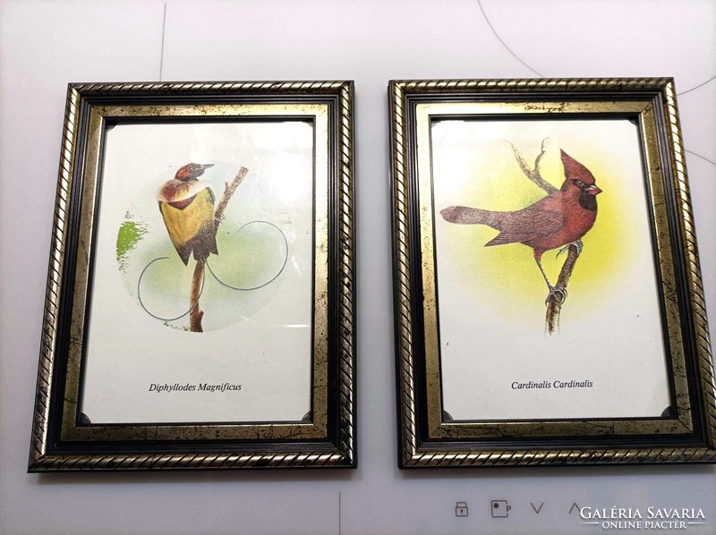 Bird pictures, bird prints in frames