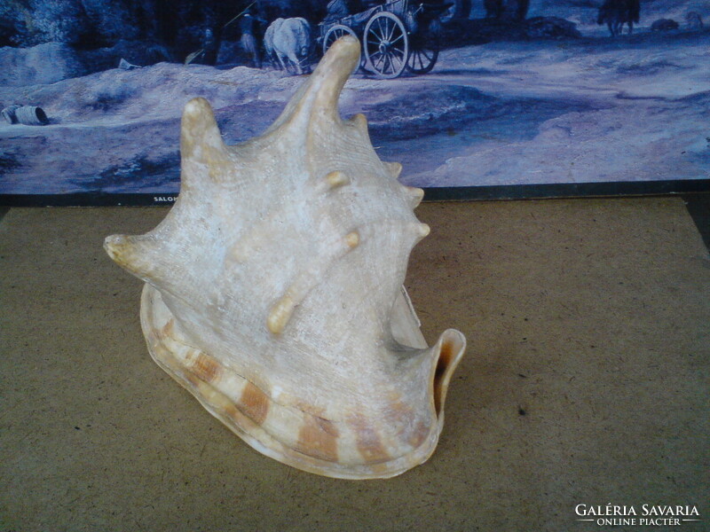 Old big helmet snail, sea snail