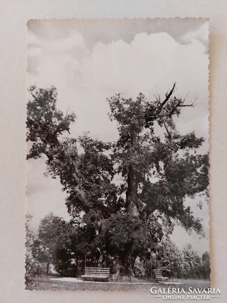 Old postcard balatona karattya rákóczi tree photo postcard
