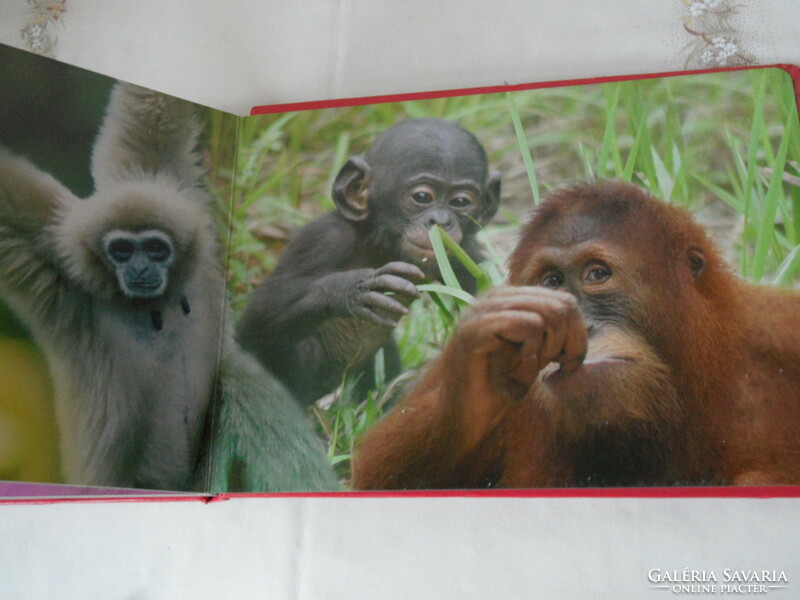 Ismerkedj az állatokkal PUZZLE könyv, A majom