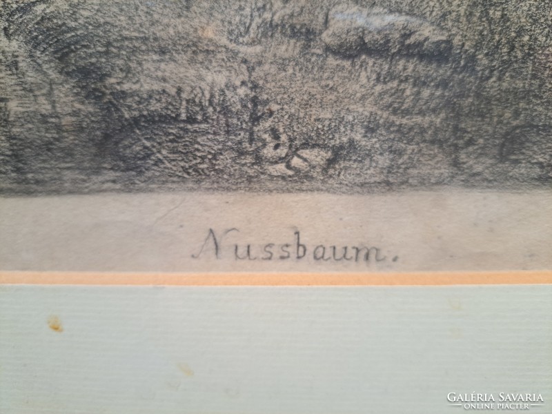 Walnut pencil drawing from 1870, antique (Austrian or German artist) nussbaum