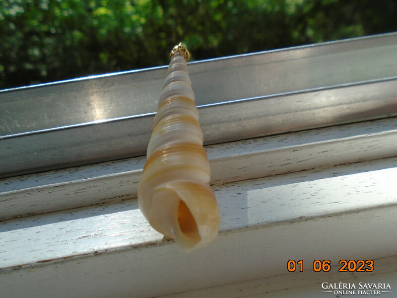 Turritella terebra ocean snail earrings with gold-plated mounting