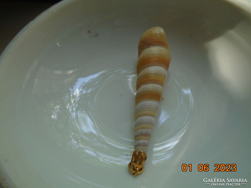 Turritella terebra ocean snail earrings with gold-plated mounting