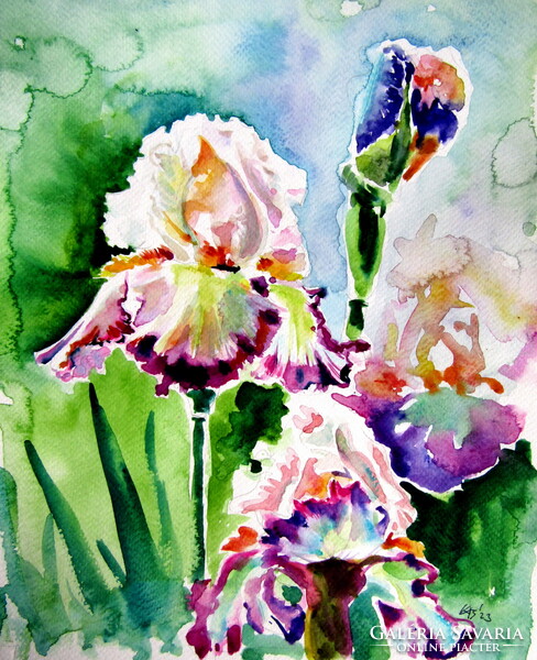 Iris from the garden watercolor painting