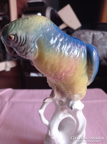 EXTRÉM RITKA ENS papagáj frissen sérült szárnyvégein 25 cm magas