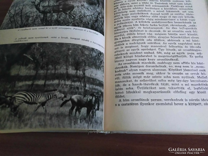 Bernhard grizmek: Seregenti can't die, 367,000 animals are looking for a homeland, 1968