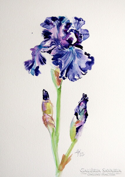 Iris  - watercolor painting / Írisz - akvarell festmény