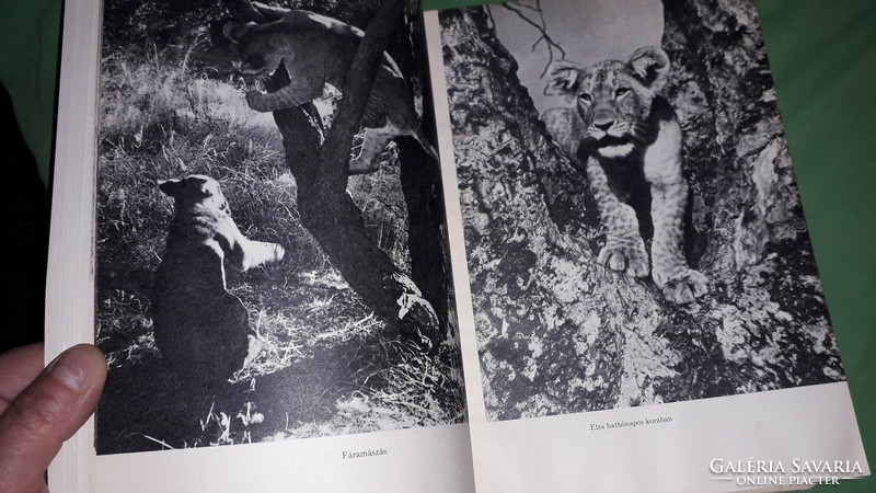 1975.Joy adamson: - lion loyalty - elza the lion book thought according to pictures