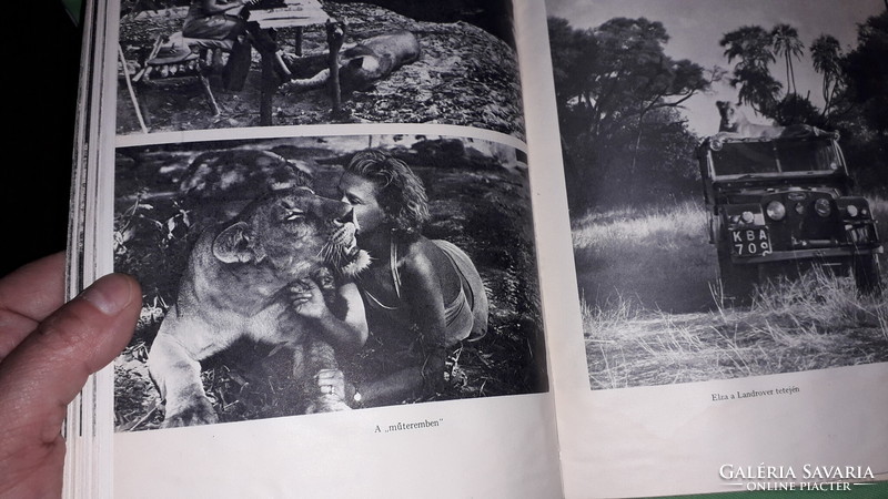 1975.Joy adamson: - lion loyalty - elza the lion book thought according to pictures