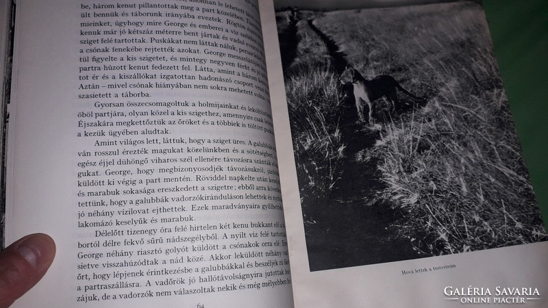 1975.Joy Adamson: - Oroszlánhűség - ELZA AZ OROSZLÁN könyv képek szerint GONDOLAT