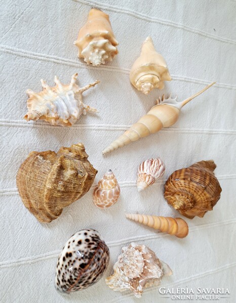 11 pieces of large decorative sea snails together
