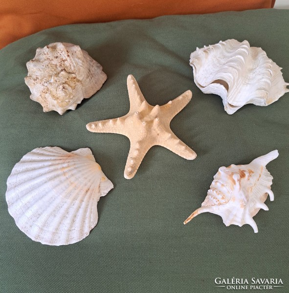 Pack of 5 large seashells, snails and stars