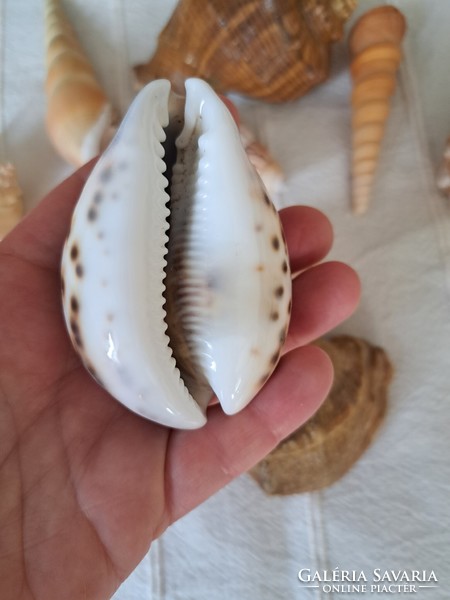 11 pieces of large decorative sea snails together
