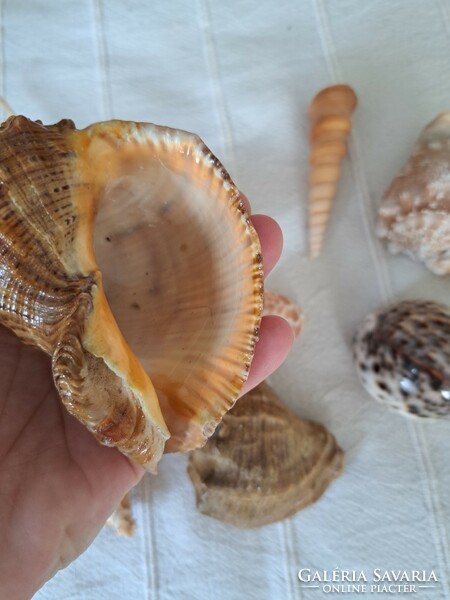 11 pieces of large decorative sea snails together