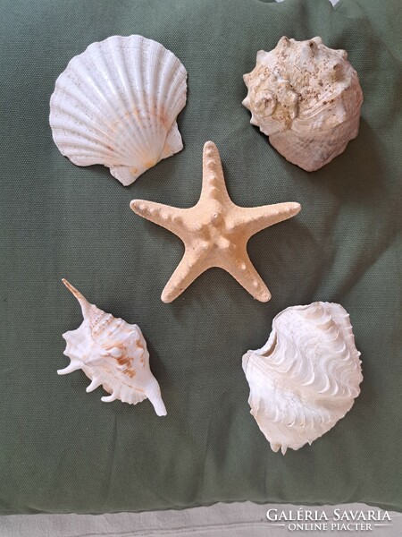 5 darabos nagyméretű tengeri kagyló, csiga és csillag csomag