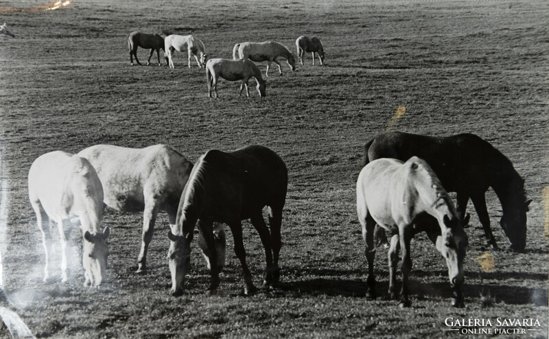 Horses, original photo from the 1970s, size 30x40 cm