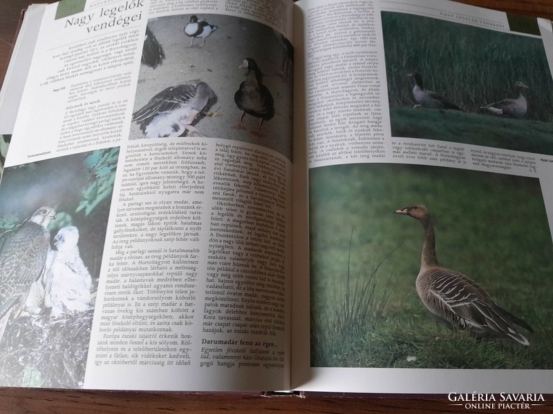 Pannon encyclopedia-animal world of Hungary 5500 ft