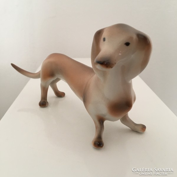 Drasche dachshund, dog