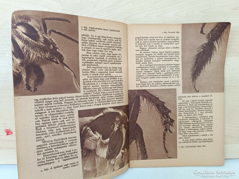 Antik Élővilág magazin újság 1 évead 1 szám 1956 kiadvány 209 7684