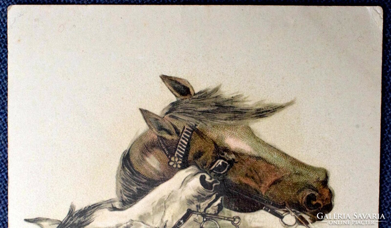 Antik A&M B üdvözlő képeslap lóportré