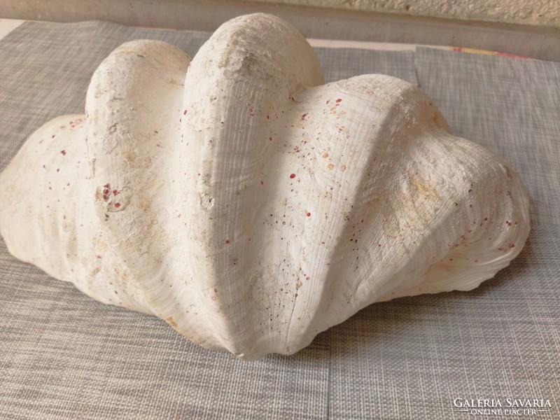 Tridacna gigas óriás kagylóhéj 50 cm x 30 cm