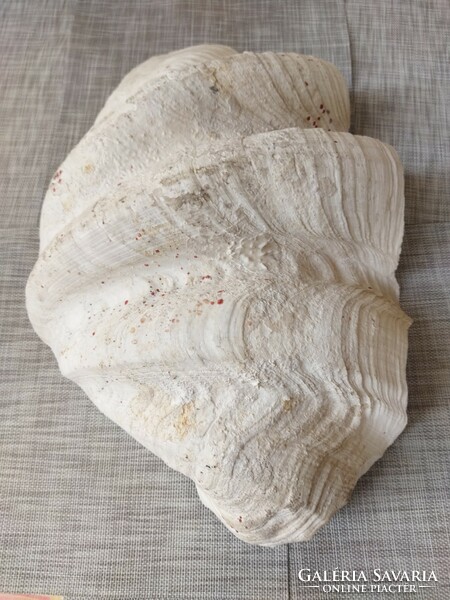 Tridacna gigas giant mussel shell 50 cm x 30 cm