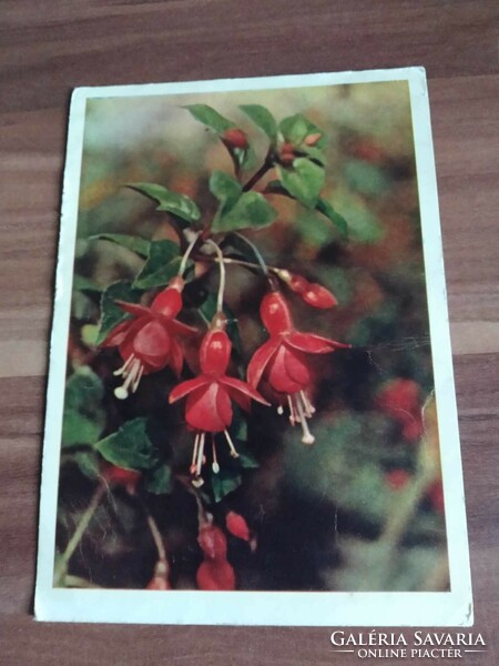 Old Russian floral postcard, fuchsia, circa 1960s